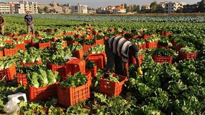 خبراء: استمرار ارتفاع أسعار المنتجات السلع الزراعية خلال العام الحالي