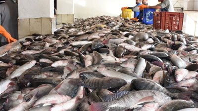 الإحصاء: إنتاج 2 مليون طن أسماك خلال عام.. والمزارع السمكية في الصدارة