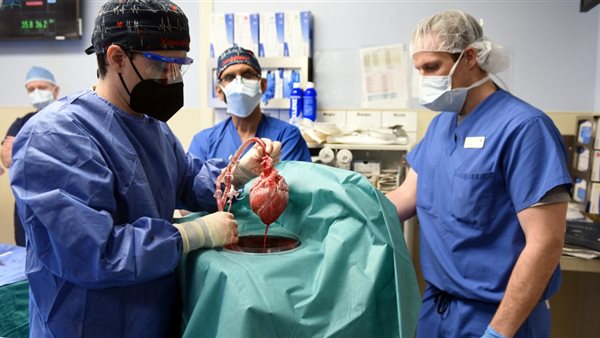 زراعة قلب خنزير