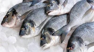 أسعار الأسماك اليوم في مصر.. تراجع قشر البياض وارتفاع الثعابين