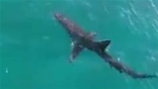 القرش المصاب بالغردقة