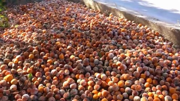 أزمة تواجه مزارعي