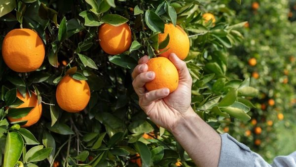 برتقال - أرشيفية