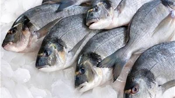 أسعار الأسماك اليوم