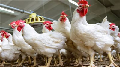 أسعار الدواجن والبيض اليوم الجمعة 14 يناير 2022 في الأسواق المحلية