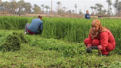 نصائح عاجلة للمزارعين والمربين لمواجهة الطقس السيئ.. وخبراء: نعيش تطرفا مناخيا
