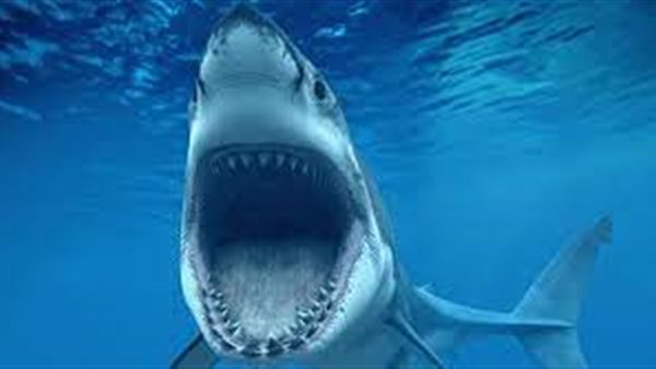 أسماك القرش النمر