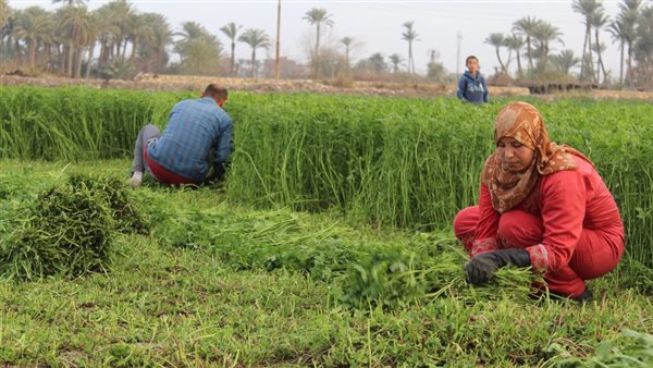 أضرار الصقيع بالنباتات