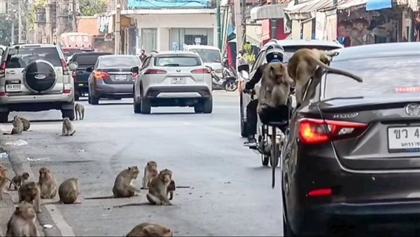 القرود تجتاح تايلاند