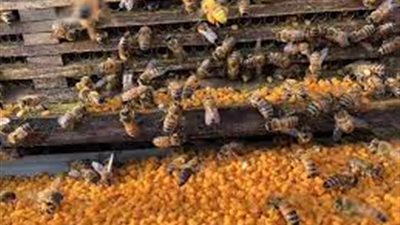 خبراء يحذرون.. سيموت ملايين من النحل بعد استخدام هذا المبيد السام