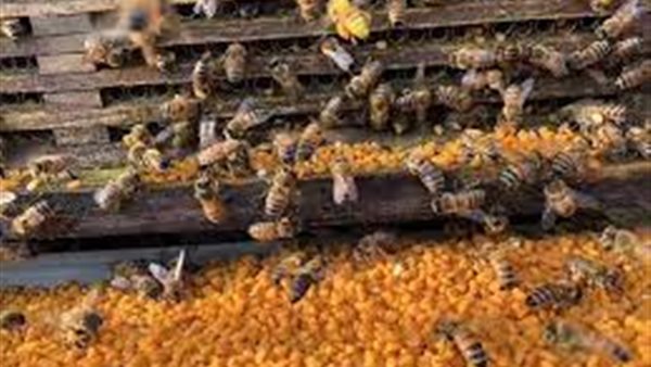 تدمير الكثير من خلايا