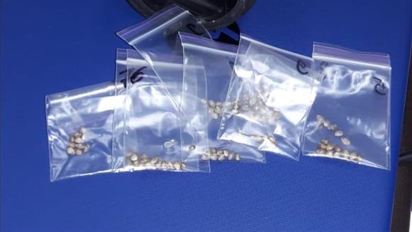 ضبط تهريب ماريجوانا