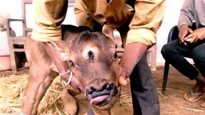 ولادة نادرة وغريبة لعجل في الهند بثلاثة عيون 