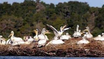 بعد عودة أنفلونزا الطيور في بريطانيا.. أطباء بيطريون يعدمون 26 بجعة مصابة