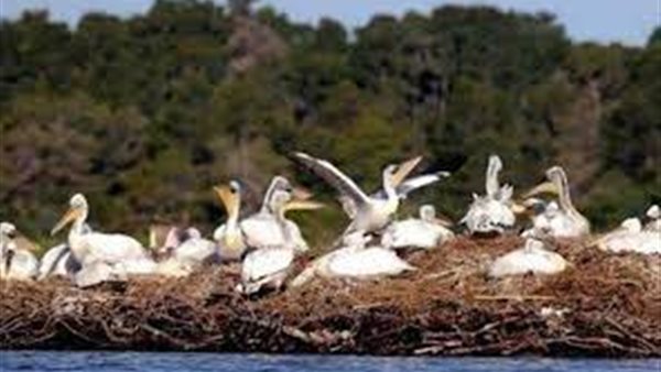 إعدام البجع