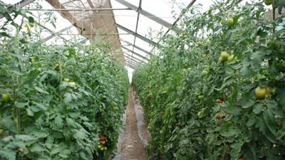 مركز المناخ الزراعي يكشف الأضرار الناتجة عن زيادة الصقيع على المحاصيل