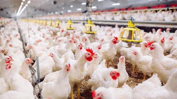 تربية الدواجن - تعبيرية