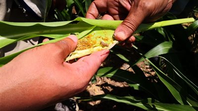  ستاندرد آند بورز: ارتفاع كبير في أسعار الذرة والأسمدة 