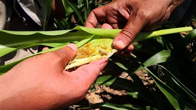 الحشرة الفتاكة.. مسؤول بالفاو: مصر تعاملت مع دودة الحشد بذكاء ونعجز عن إيقافها ويجب التعايش معها 