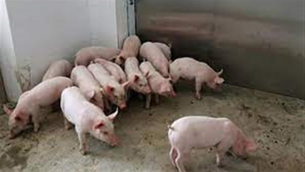 حمى الخنازير الإفريقية