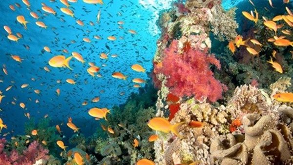 محمية رأس محمد