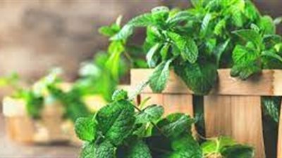 تعرف على فوائد استخدام النعناع في الأطعمة والمشروبات