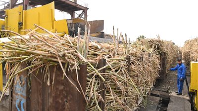 مصنع سكر بقنا يحذر المزارعين بسبب ضعف التوريد: سنفسخ التعاقد