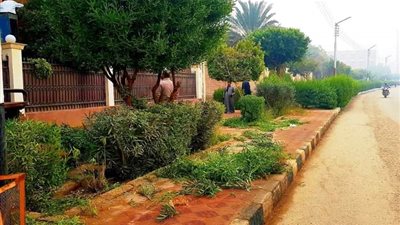 زراعة 2557 شجرة ضمن فعاليات مبادرة أحلى وهي خضرة بسوهاج | صور