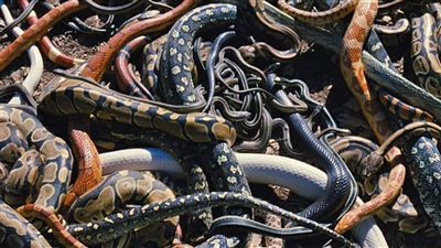 محاطًا بـ 125 ثعبانا.. تفاصيل وفاة رجل داخل منزله بأمريكا وسط ظروف غامضة | فيديو جراف 