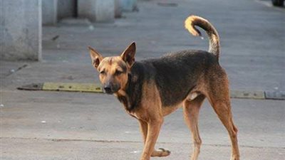 بالأسماء.. كلب ضال يعقر 5 أشخاص بالدقهلية