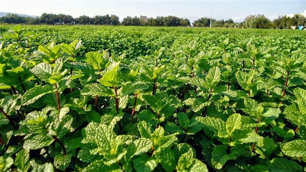 حقول النعناع - أرشيفية