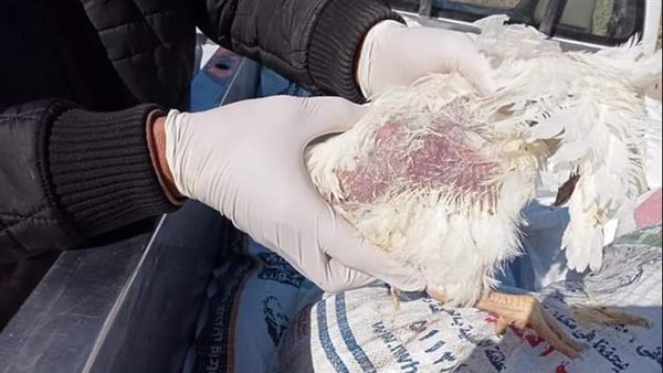 ضبط سيارة محملة بدواجن