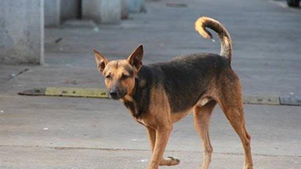 كلب ضال - أرشيفية