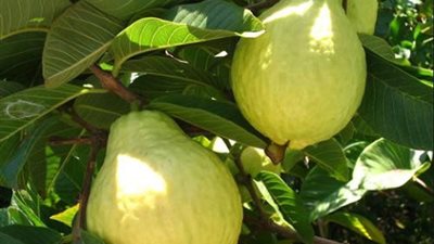 فوائد أوراق الجوافة في علاج السعال.. تعرف عليها