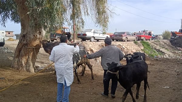 تحصين رؤوس الماشية