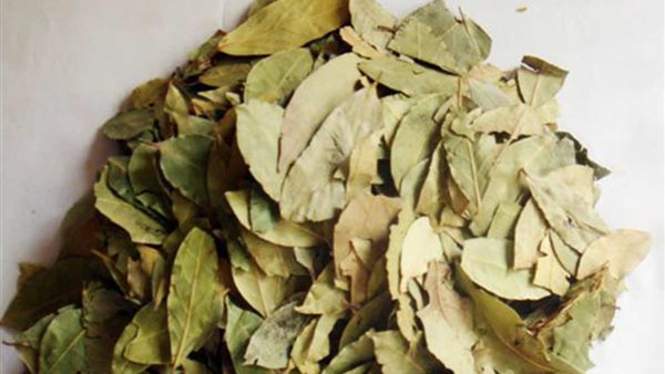 فوائد مسحوق ورق السدر