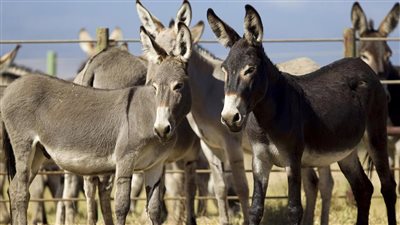 الأمن ينجح في القبض على مرتكبي واقعة سلخ 13 حمارًا بالبحيرة | بث مباشر