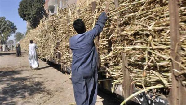 سحب القصب من قطارات