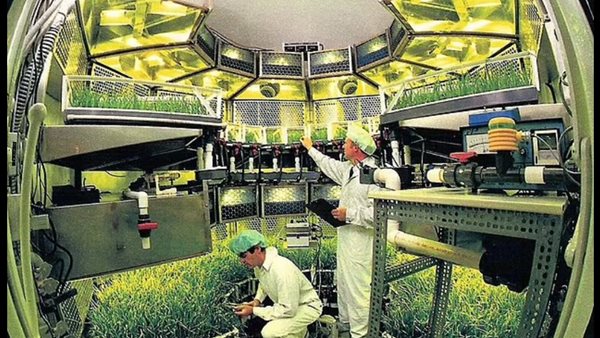 زراعة النباتات في