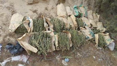 حرق أغصان البانجو.. الأمن يداهم مزارع المخدرات بالإسماعيلية | صور