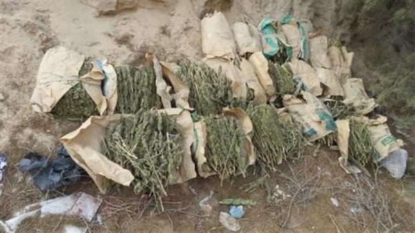 مخدر الحشيش