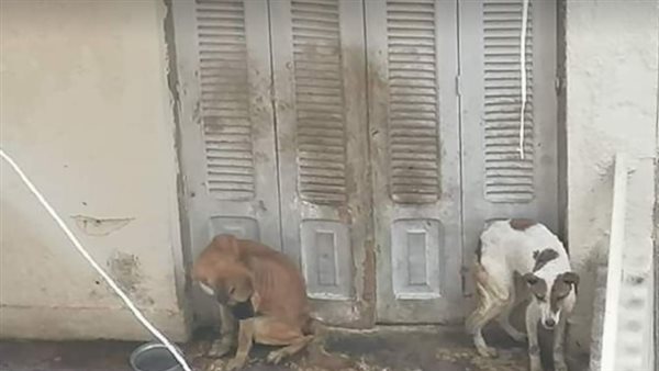 تعذيب الكلاب 