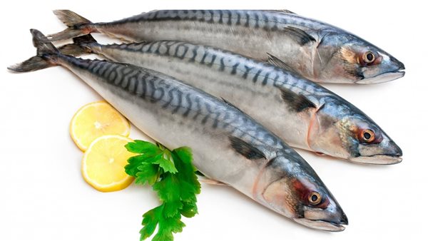 سمك الماكريل والسلمون