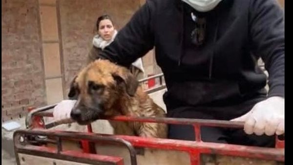 انقاذ كلبين