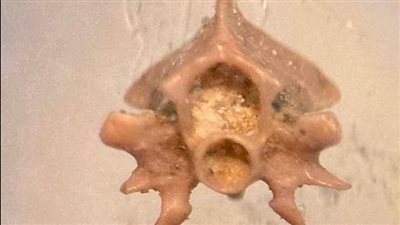 الكشف عن حفرية لفقرة ثعبان يرجع عمرها إلى 37 مليون سنة | صور 