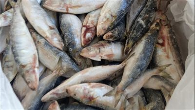 ضبط نصف طن أسماك مستوردة غير صالحة للاستهلاك الآدمي بالبحيرة