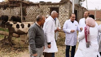 للوقاية من الجلد العقدي والجدري.. تحصين وترقيم 35 ألف رأس ماشية بالشرقية