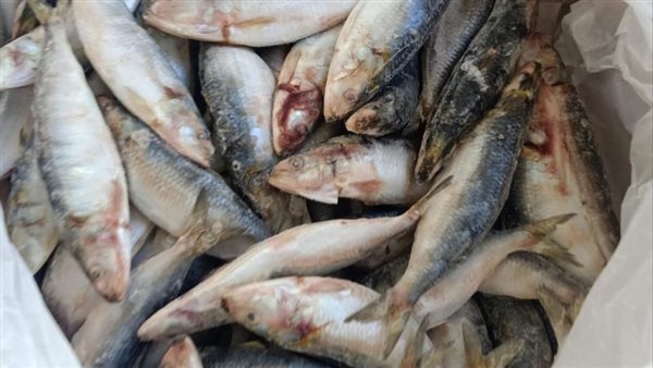 أسماك غير صالحة للاستهلاك