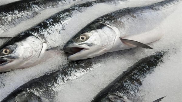 الأسماك المجمدة