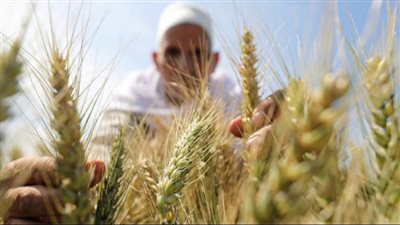 هل يتأثر استيراد القمح في مصر بسبب الأزمة الأوكرانية الروسية؟ 